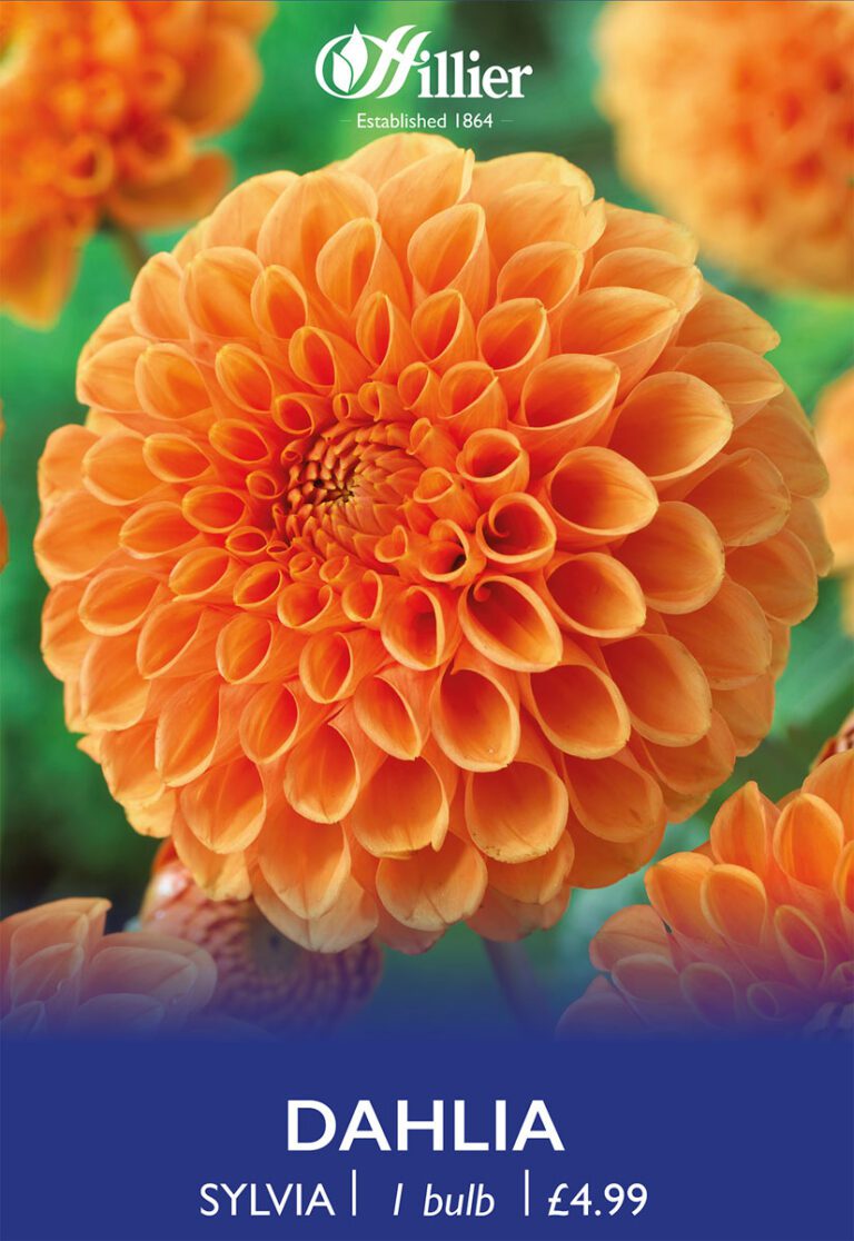 8718641996744 1 Dahlia Sylvia.jpg